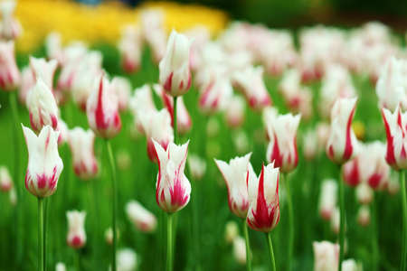 Field of white and red tulips in blossom. Close up photo with shallow depth of fioldの写真素材