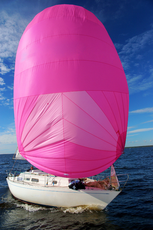 Yachting race. Sailing regatta. Yachts with pink spinnaker in the sea on sunny windy dayの写真素材