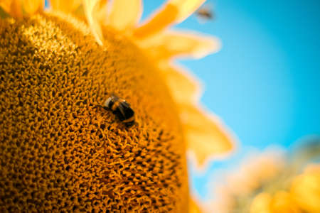 Bumble-Bee on the Sunflowerの写真素材