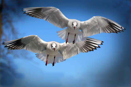 Single sea gull flying against background of blue sky and white clouds.