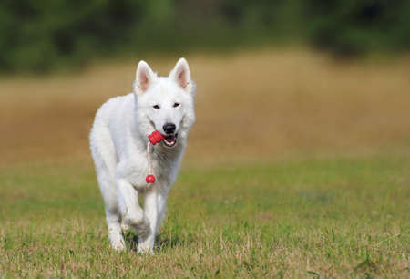 beautiful White Swiss Shepherd sits in meadow Weisser Schweizer SchÃ¤ferhund Berger Blanc Suisseの写真素材