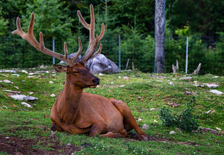 Rocky Mountain National Park Elk Herdの写真素材