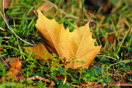 Colorful autumn leaves