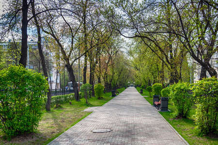 A green alley with benches for rest, stretching into the distance. Summer, day.の写真素材