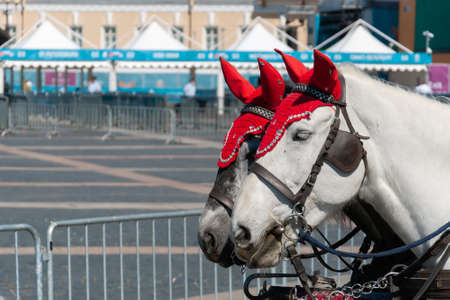 A team of two white horses. Excursions, walks for touristsの写真素材