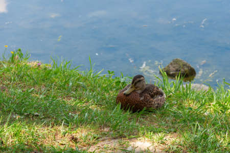 A brown duck is sitting in a clearing by the lake in the green grass, resting. Summer, dayの写真素材