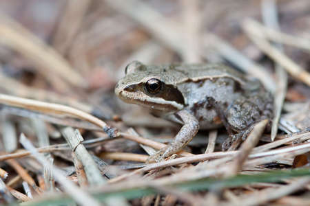 Frog in a pine forestの写真素材