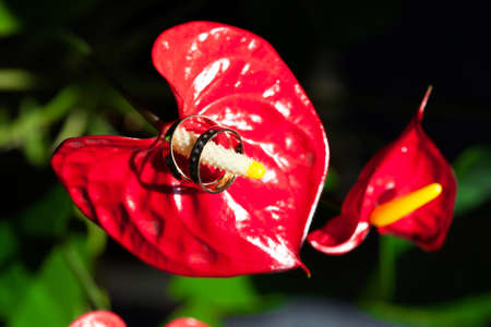 Wedding rings on the pistil of the flower red. Two.の写真素材