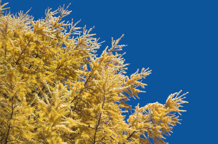 Larch branches against the blue skyの写真素材