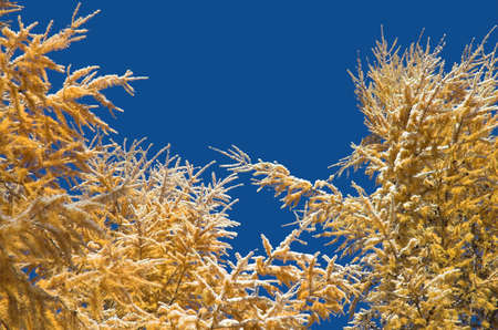 Larch branches against the blue skyの写真素材