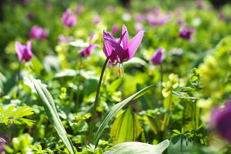 Many purple flowers in spring green forest.の写真素材