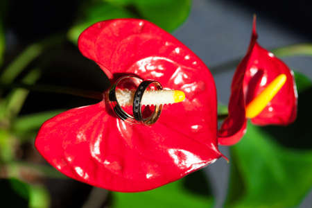 Wedding rings on the pistil of the flower red. Two.の写真素材