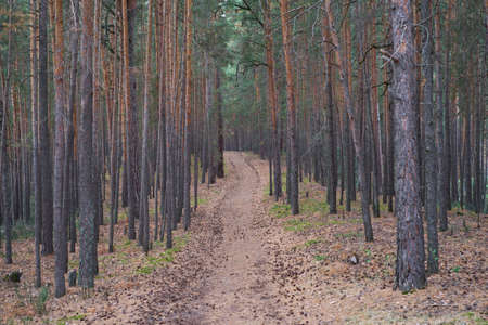 The road in a pine forestの写真素材