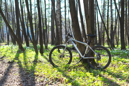 Bicycle in spring forestの写真素材
