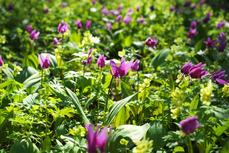 Many purple flowers in spring green forest.の写真素材