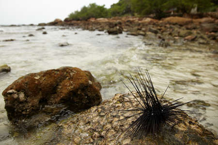 Sea urchin on the beachの写真素材