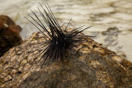 Sea urchin on the beach of thiの写真素材