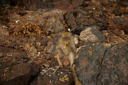 Monkeys on the rocky coastの写真素材