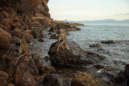 Monkeys on the rocky coastの写真素材