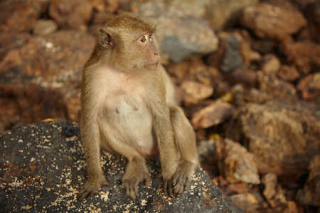 Monkeys on the rocky coastの写真素材