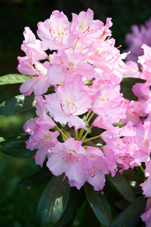 Rhododendron in the botanical park in St. Petersburgの写真素材