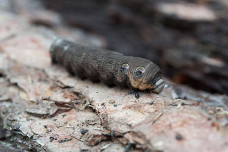 A large brown moth caterpillar on the pine barkの写真素材