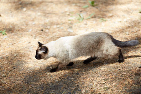 Siamese cat runs through the pine forest.の写真素材