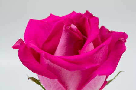 Pink flower of  rose on a white backgroundの写真素材