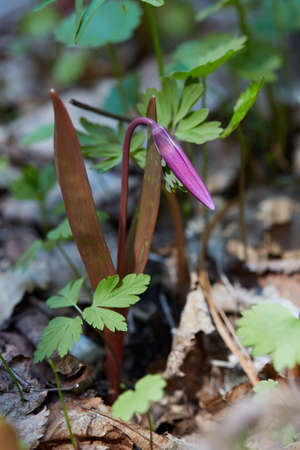 Many purple flowers in spring green forestの写真素材