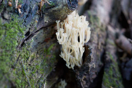 Coral Fungus on the tree with green moss.の写真素材