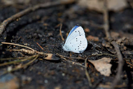 Blue butterfly sitting on a black charcoal in the forest.の写真素材