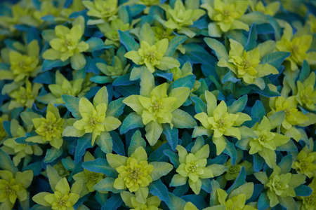 Beautiful bush with yellow and green colors.の写真素材