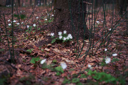 Altai anemone in spring forest. White flowers.の写真素材