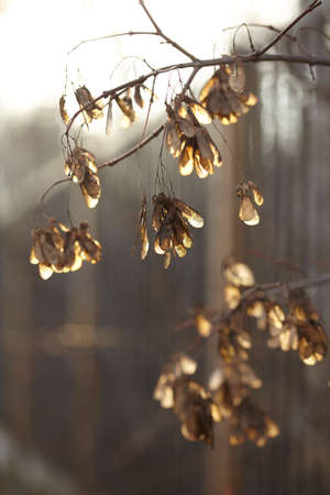 The seeds of the maple in rays of the setting sunの写真素材