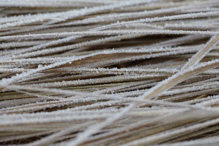 Dry grass with water crystalsの写真素材