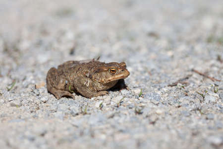 Portrait of a toad in springの写真素材