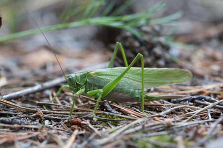 The female green grasshopper in the forest.の写真素材