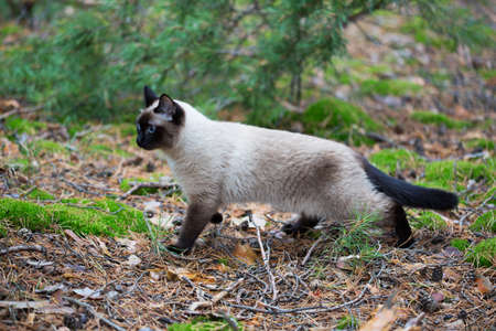 Siamese cat walking in the forest.の写真素材