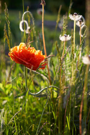 Red Poppy in the sunの写真素材