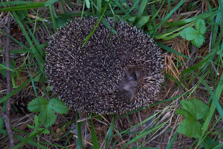 Hedgehog in the forestの写真素材