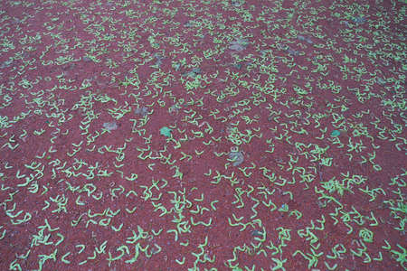 Fallen maple seeds on the groundの写真素材