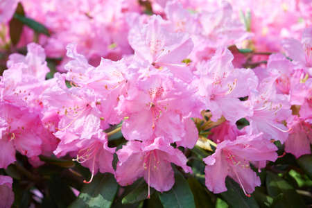 Rhododendron in the botanical park in St. Petersburgの写真素材
