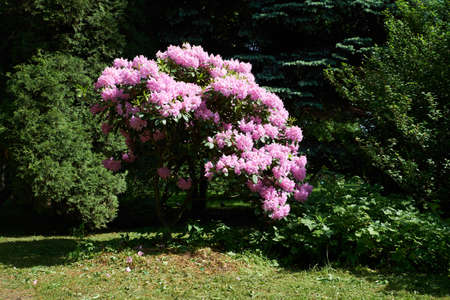 Rhododendron in the botanical park in St. Petersburgの写真素材