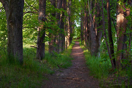 Young linden alley sunlight
