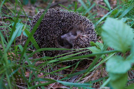 Hedgehog in the forestの写真素材