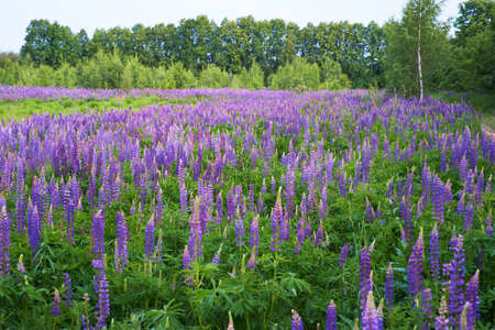 Field of purple lupineの写真素材