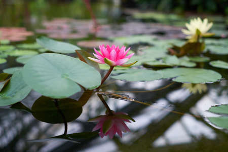 water pink flowers with leavesの写真素材