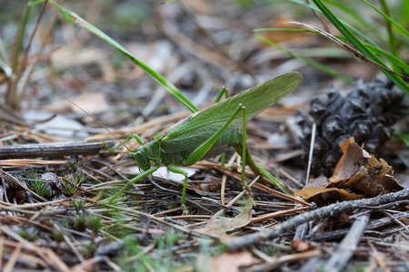 The female green grasshopper lays her eggs in the earth.の写真素材