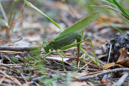 The female green grasshopper lays her eggs in the earth.の写真素材
