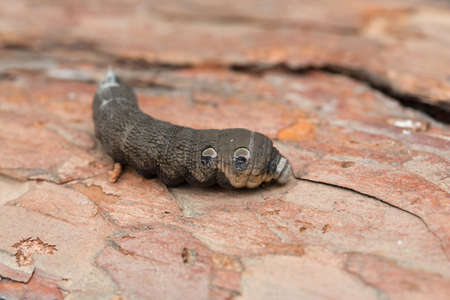 A large brown moth caterpillar on the pine barkの写真素材
